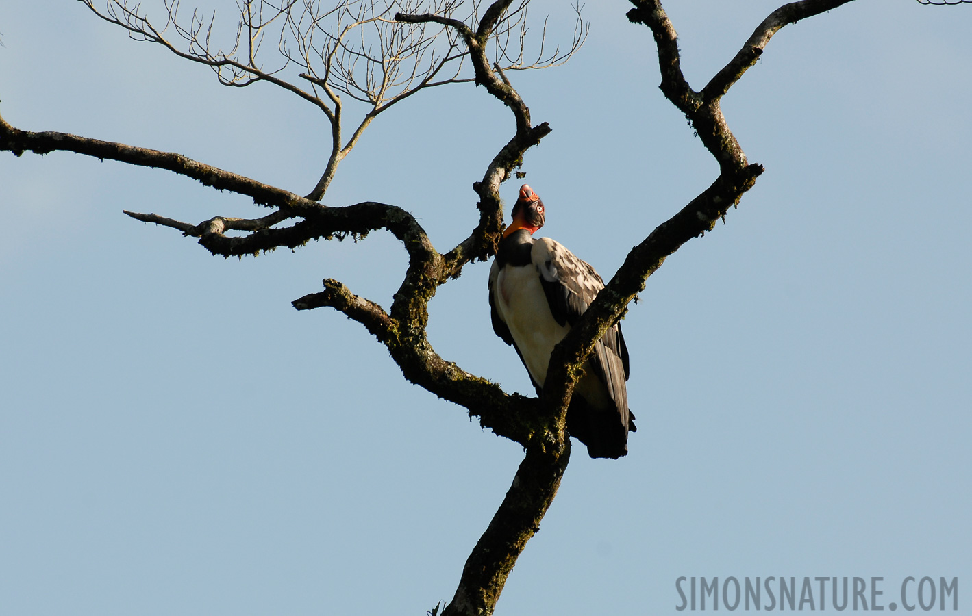 Sarcoramphus papa [550 mm, 1/250 sec at f / 8.0, ISO 200]